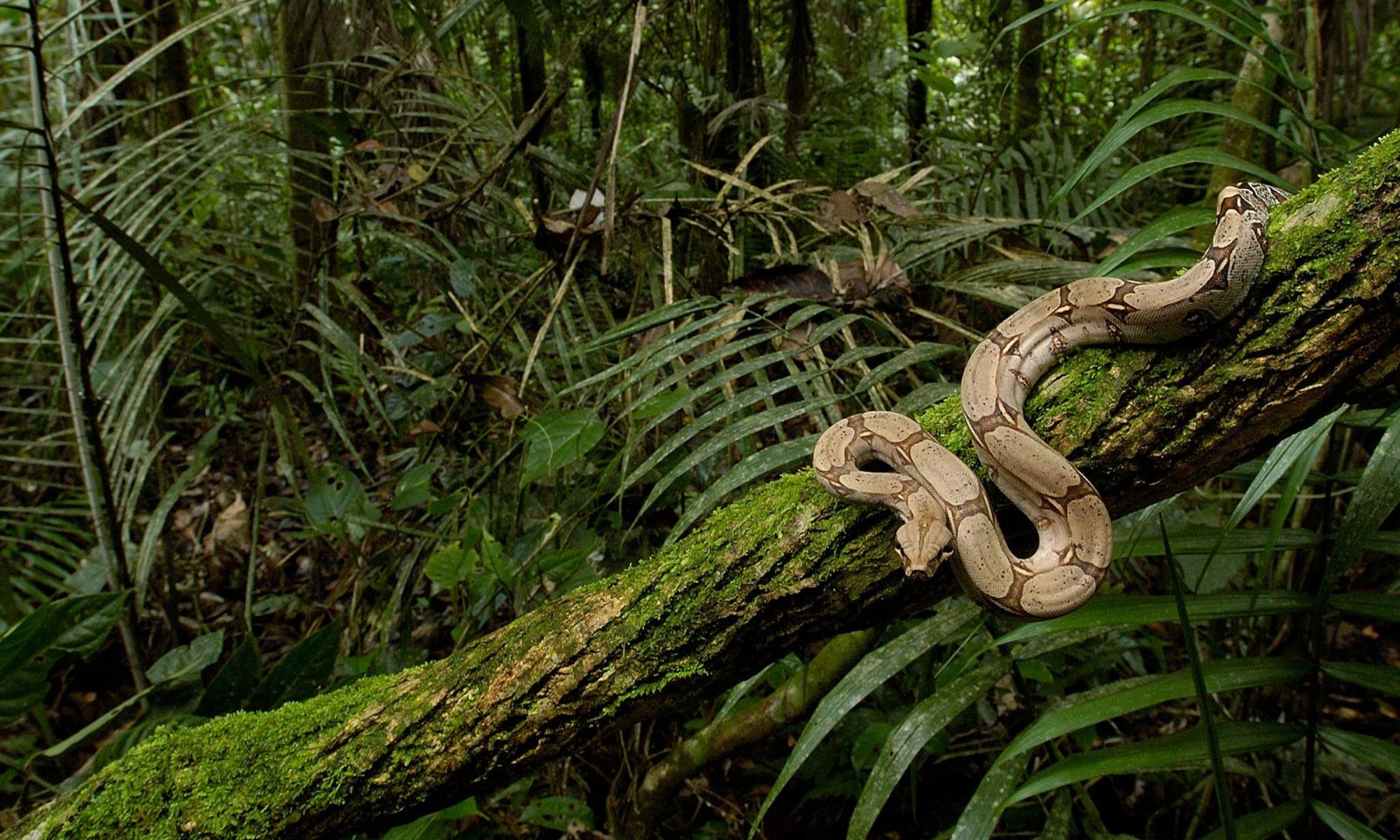 Спас в джунглях. Питон тропического леса. Амазонка тропический лес Анаконда. Змеи в джунглях. Змея в тропиках.